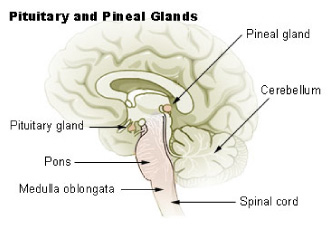 The Pineal Gland